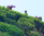 Darjeeling Flugtee "Seeyok" Dj.1_2024, Flugtee SFTGFOP1