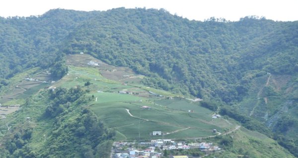 Hochland Oolongtee "Li Shan - Fu Shou" , 2100m aus Nantou, Taiwan, limitiert